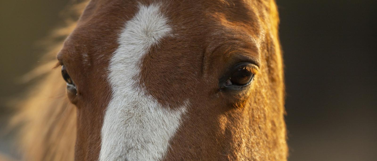 Gros plan sur le regard d’un cheval alezan à liste blanche