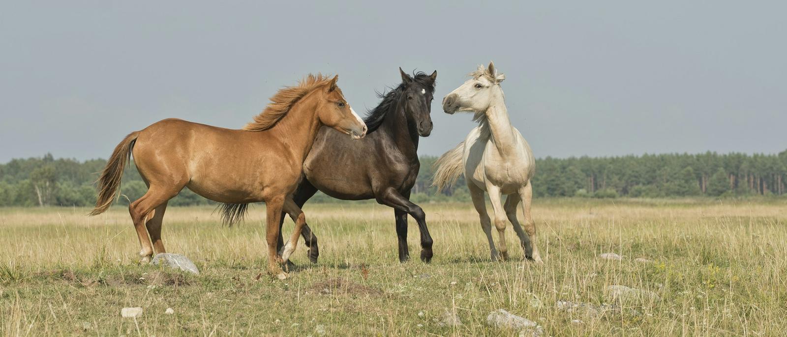 Trois chevaux au pré