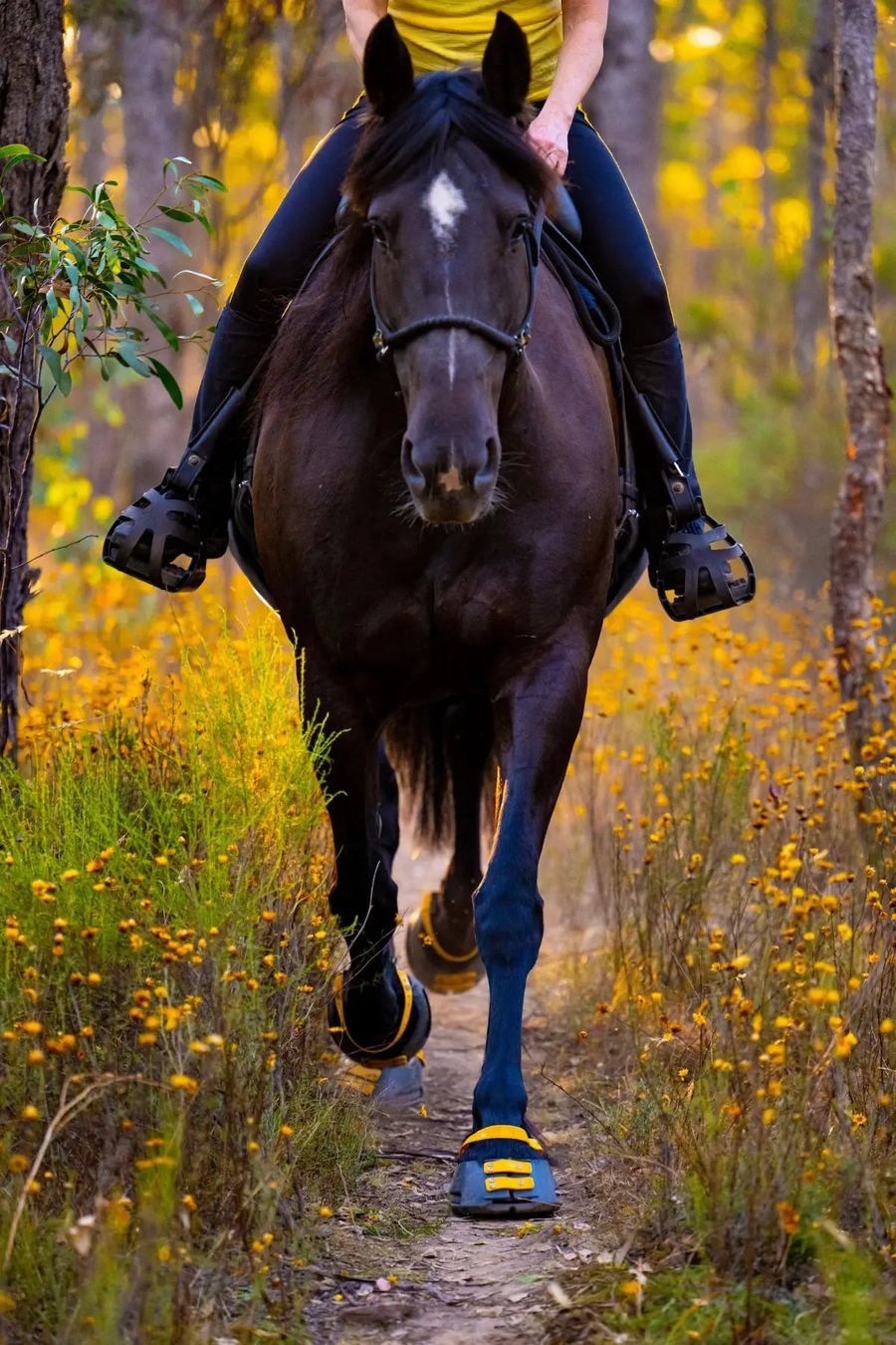 Cheval monté en forêt, équipé de Scootboot